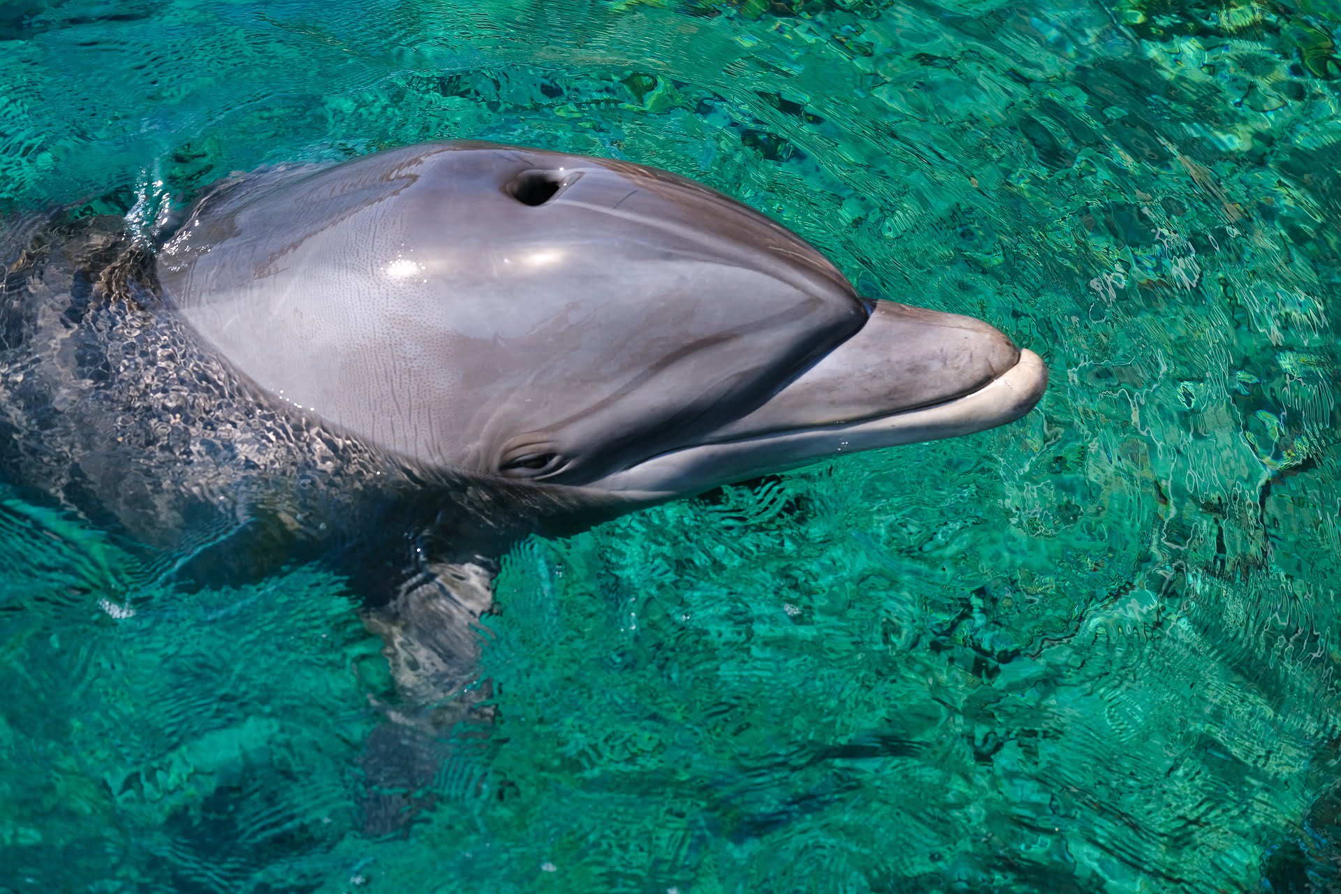 dolphin-4718758_1920
